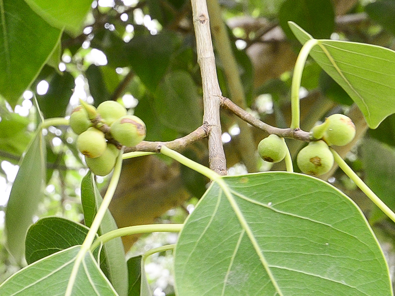 Ficus microcarpa, Fruit.
